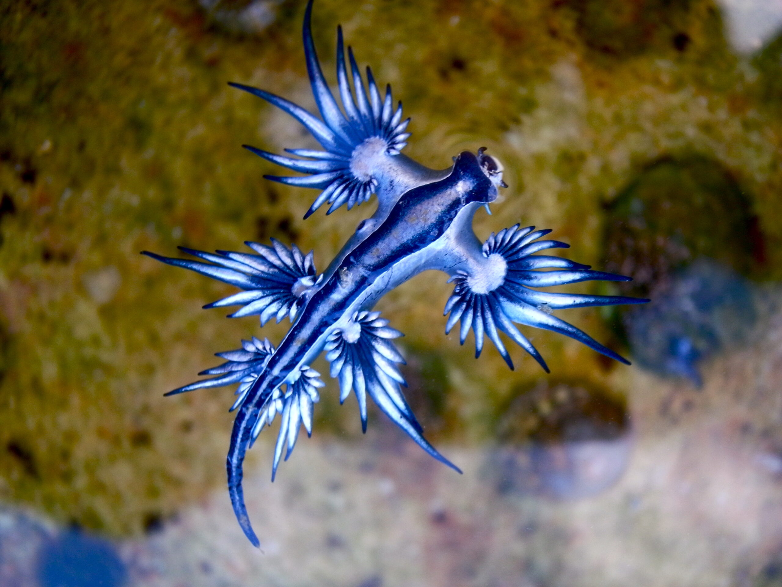 glaukus atlantský (Glaucus atlanticus)