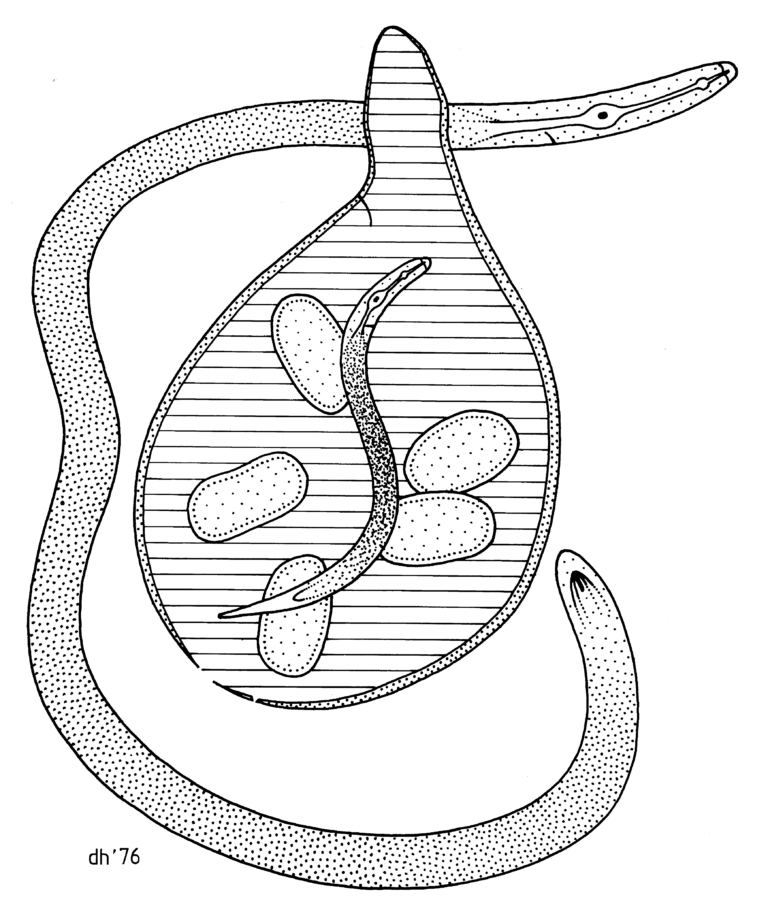 Globodera pallida