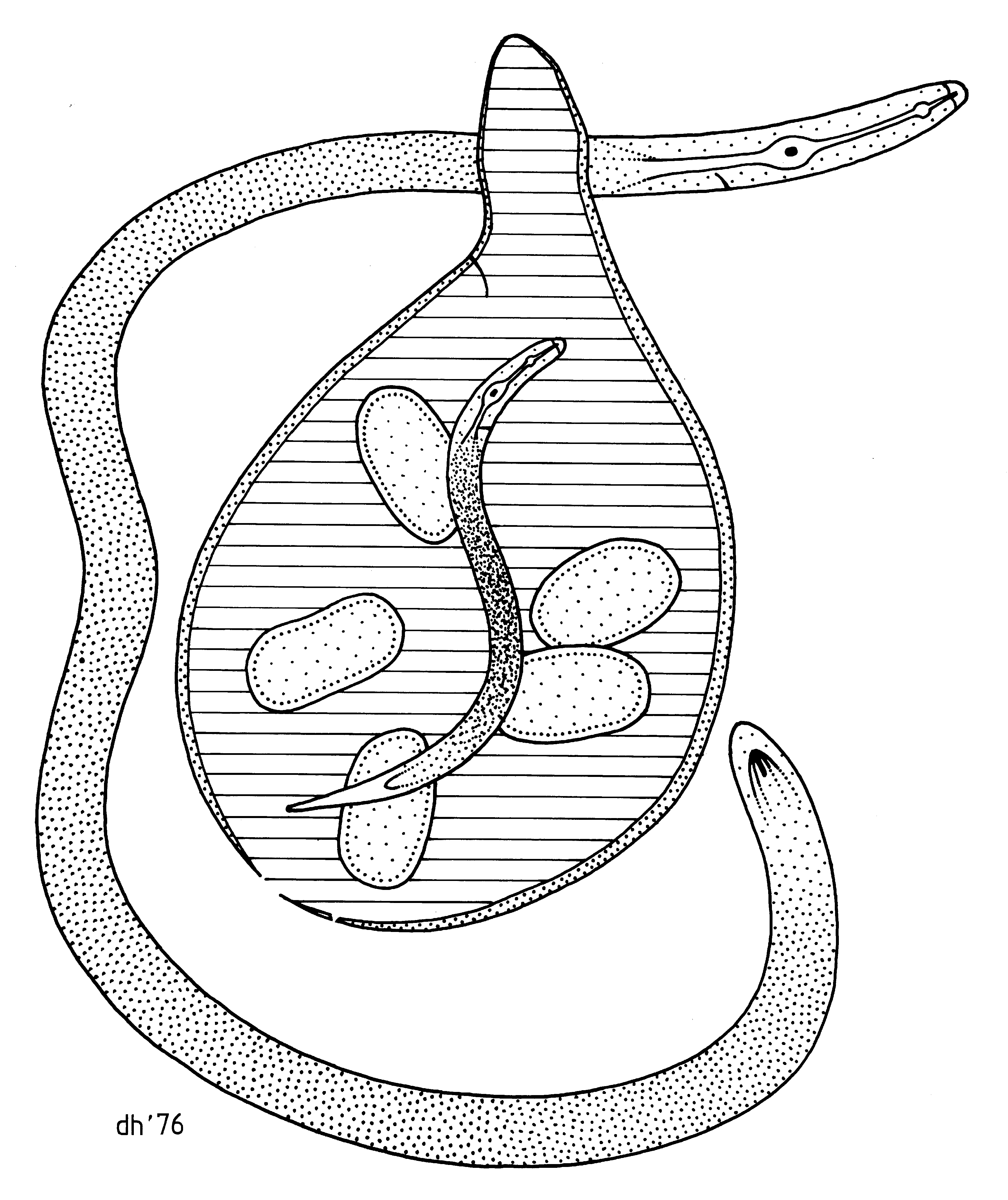 Globodera pallida