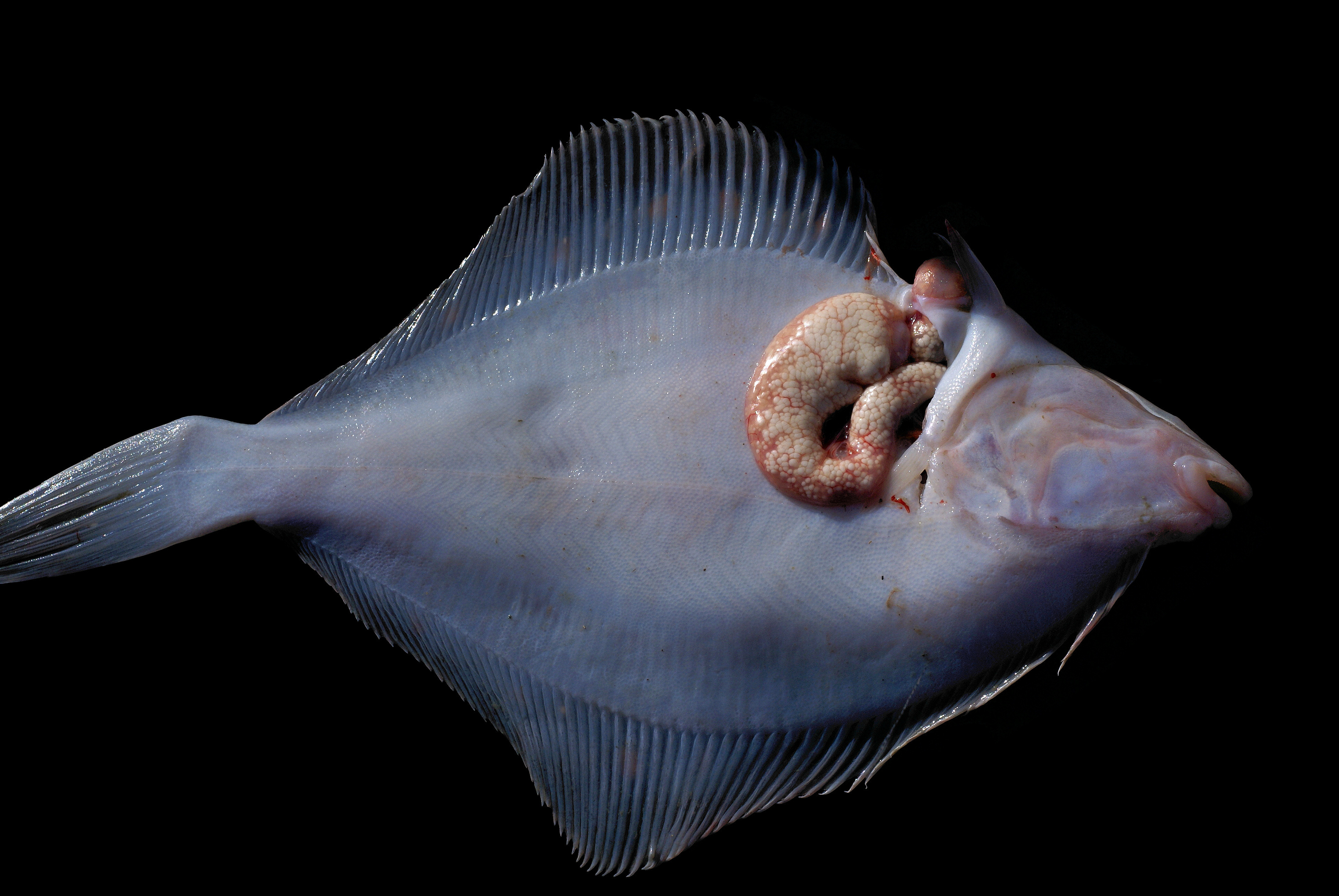 Glugea stephani