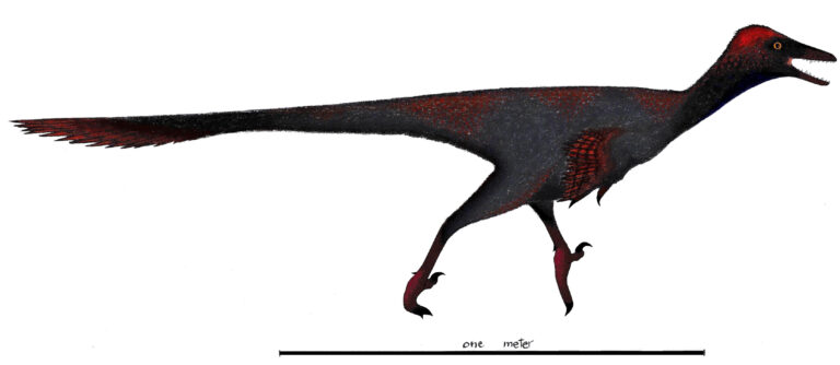 Gobivenator