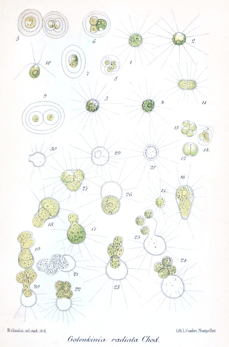 Golenkinia radiata