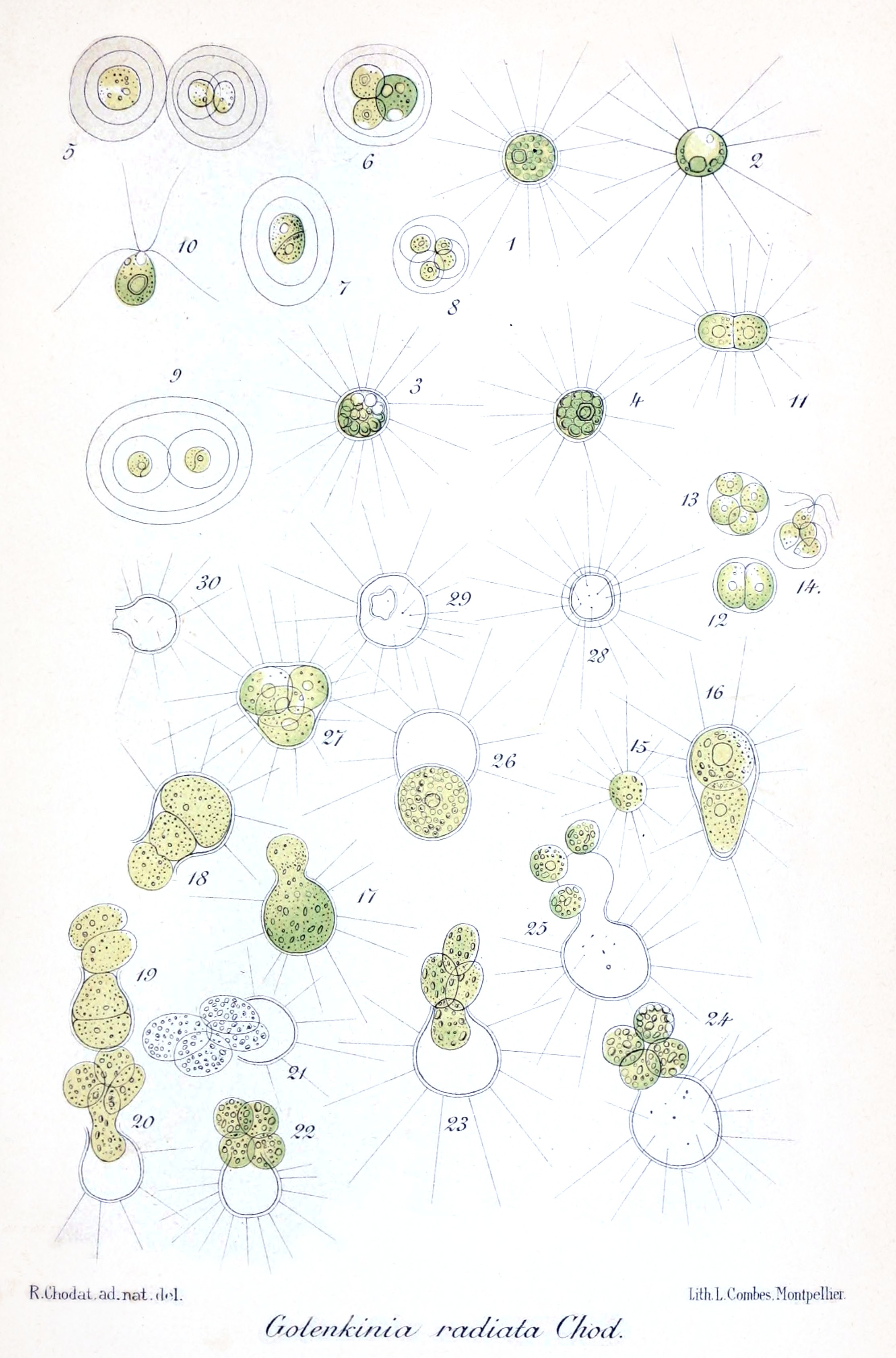 Golenkinia radiata