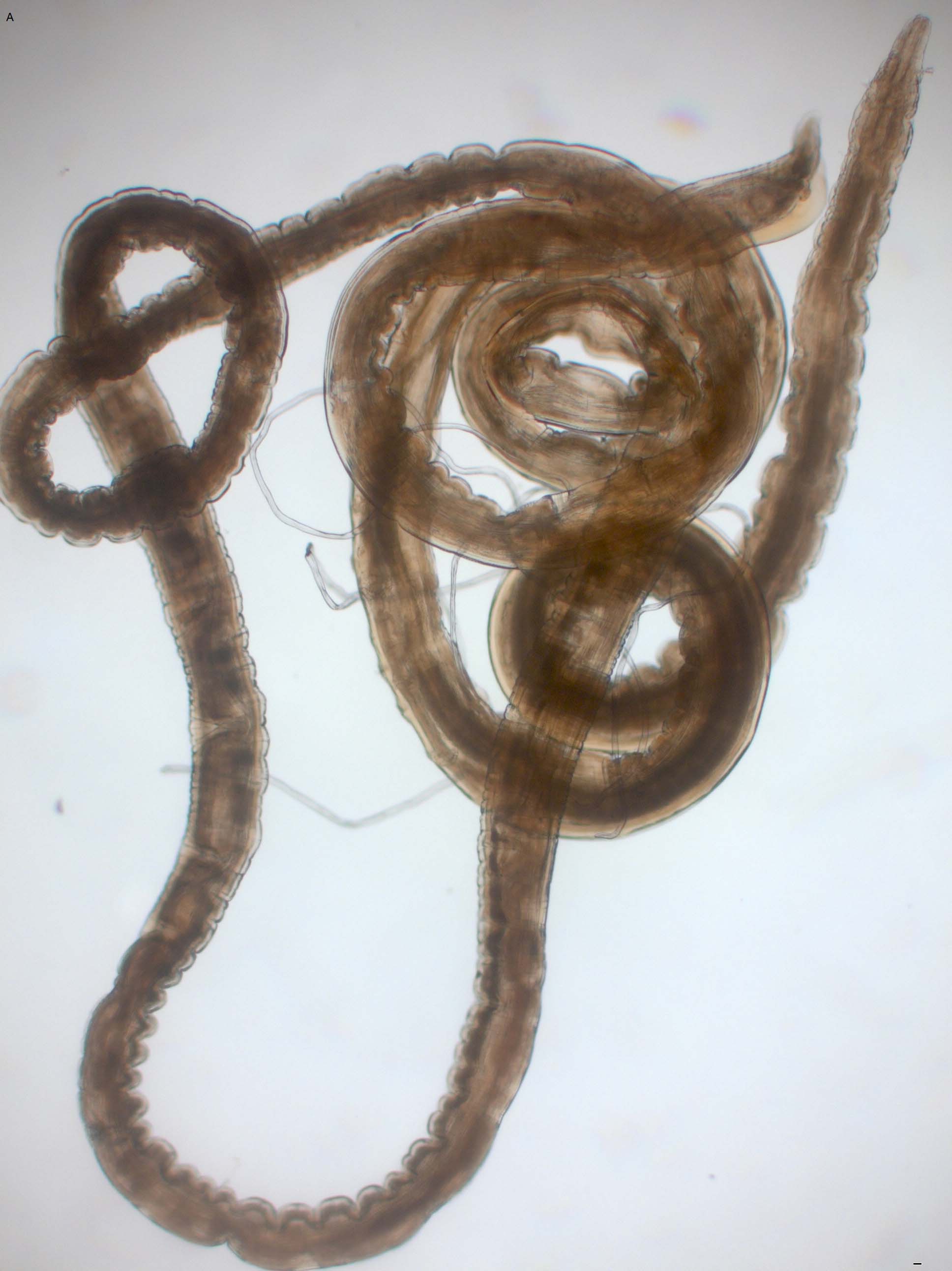 Gongylonema pulchrum