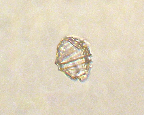 Gonyaulax spinifera