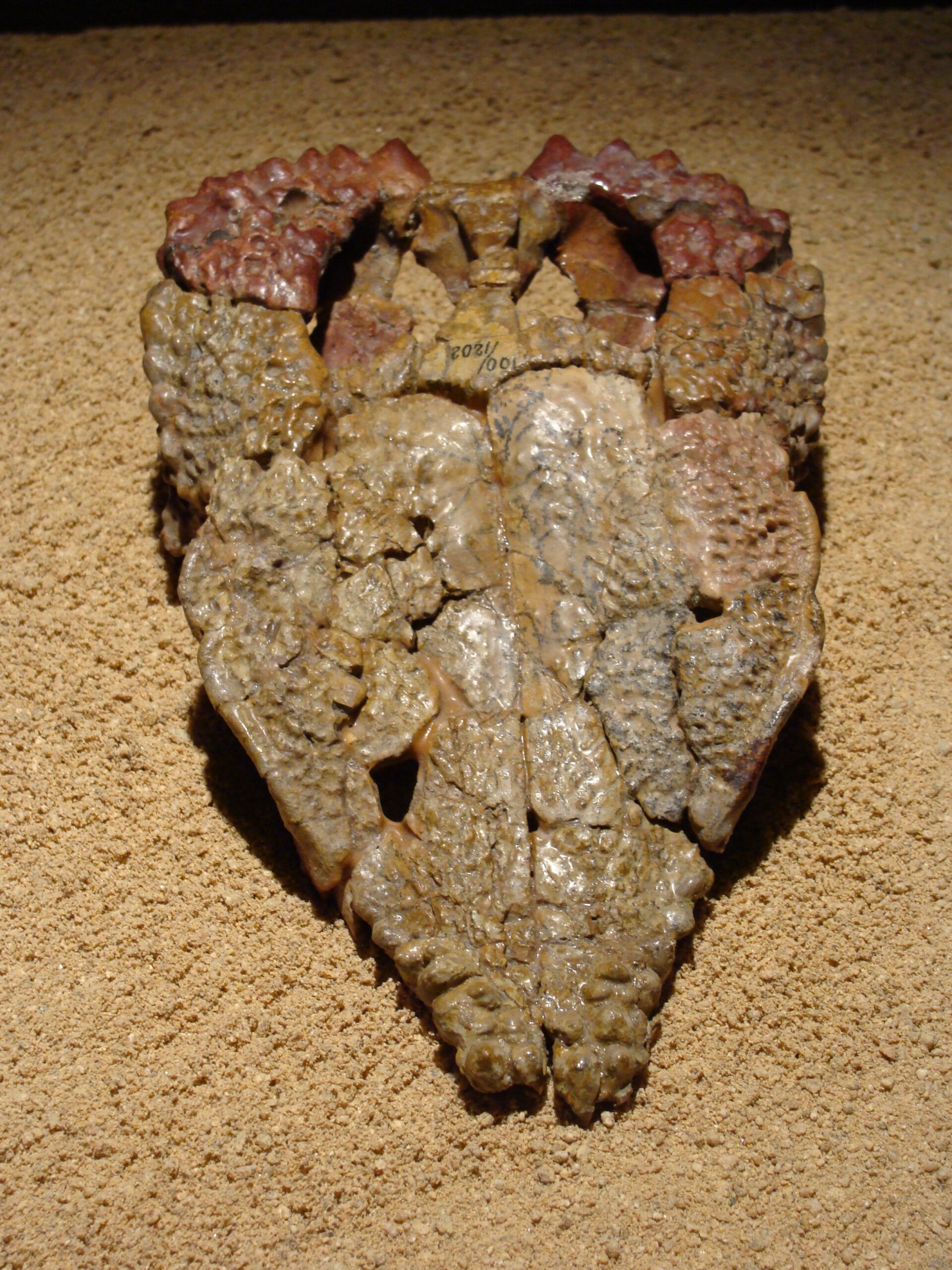Goyocephale