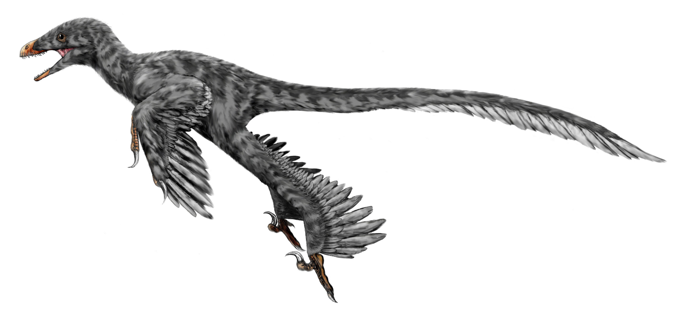 Graciliraptor