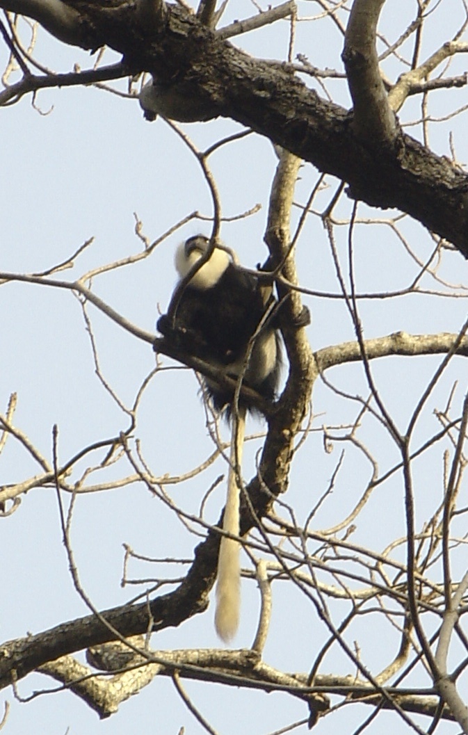 gueréza límcová (Colobus vellerosus)