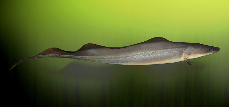 Gymnarch nilský (Gymnarchus niloticus)