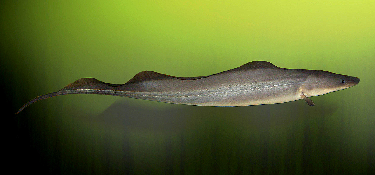 Gymnarch nilský (Gymnarchus niloticus)