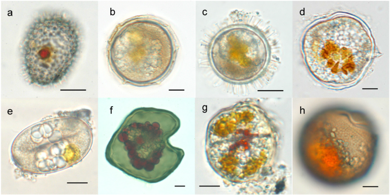 Gymnodinium catenatum