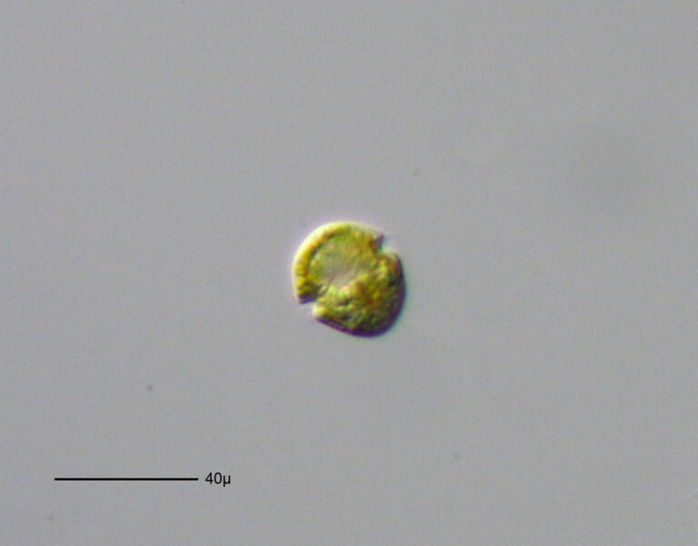 Gymnodinium fuscum