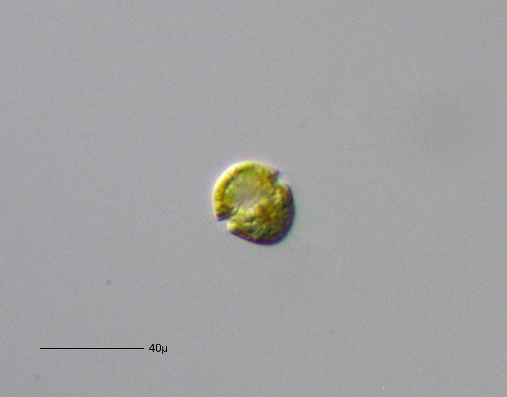 Gymnodinium fuscum