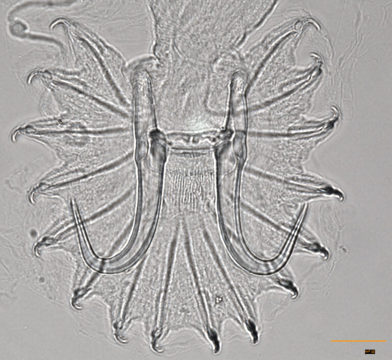 Gyrodactylus alexanderi