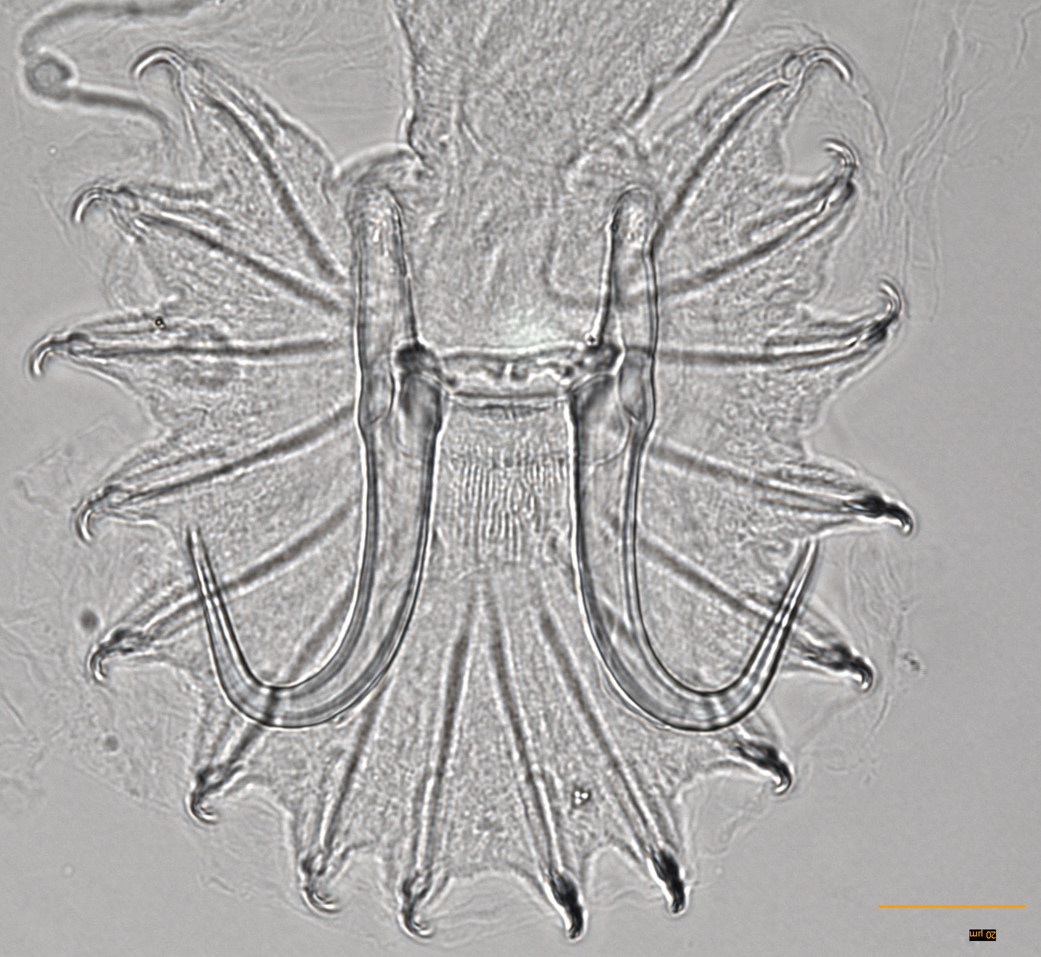 Gyrodactylus alexanderi