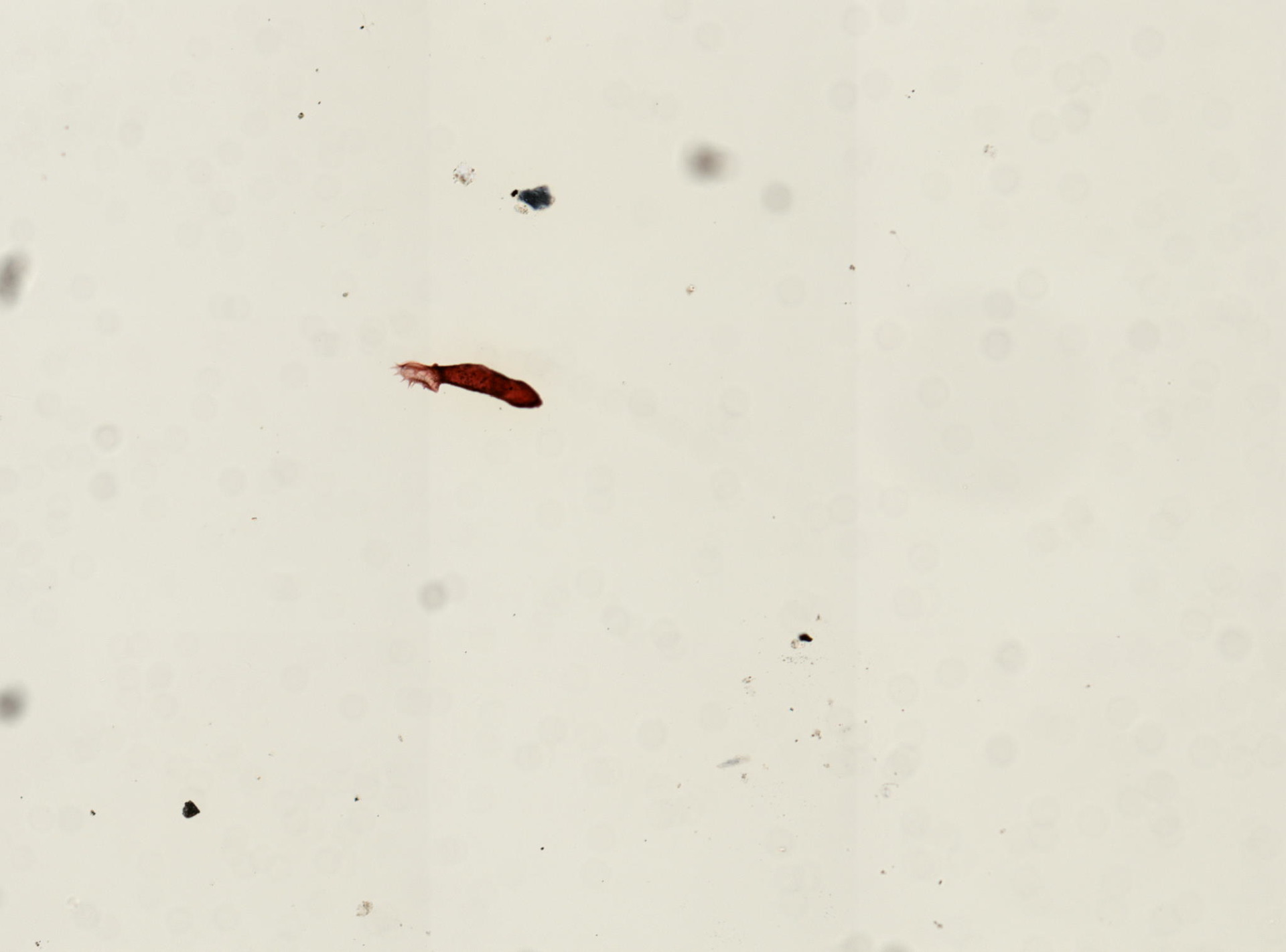 Gyrodactylus elegans