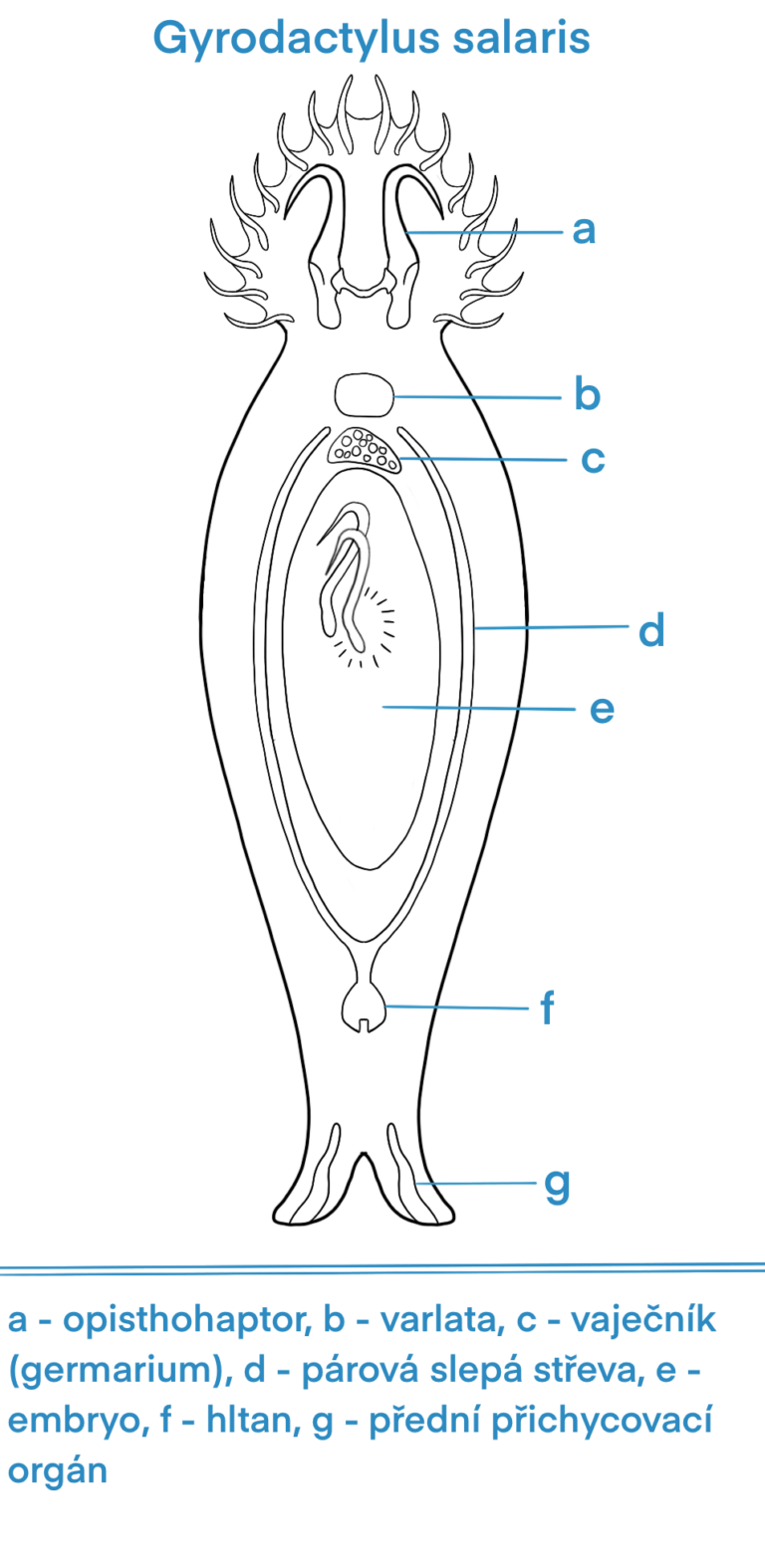 Gyrodactylus salaris