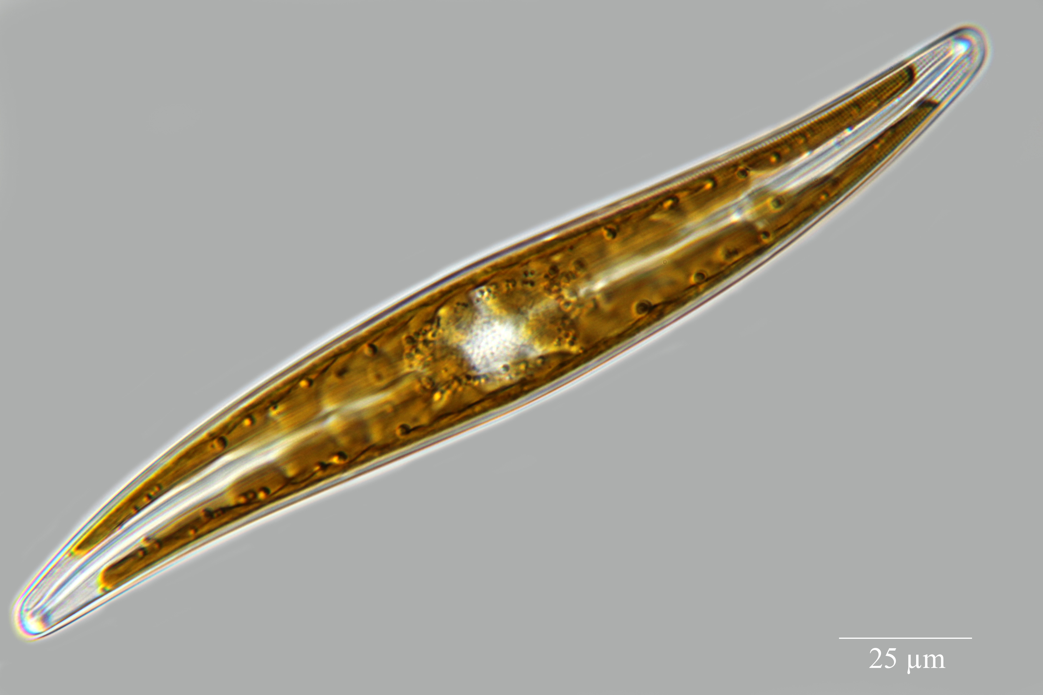 Gyrosigma acuminatum