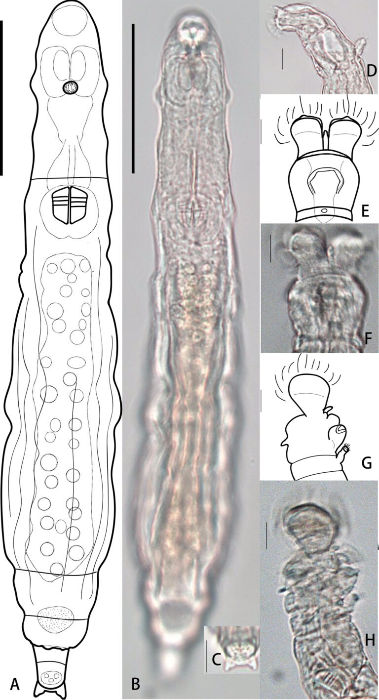 Habrotrocha ligula