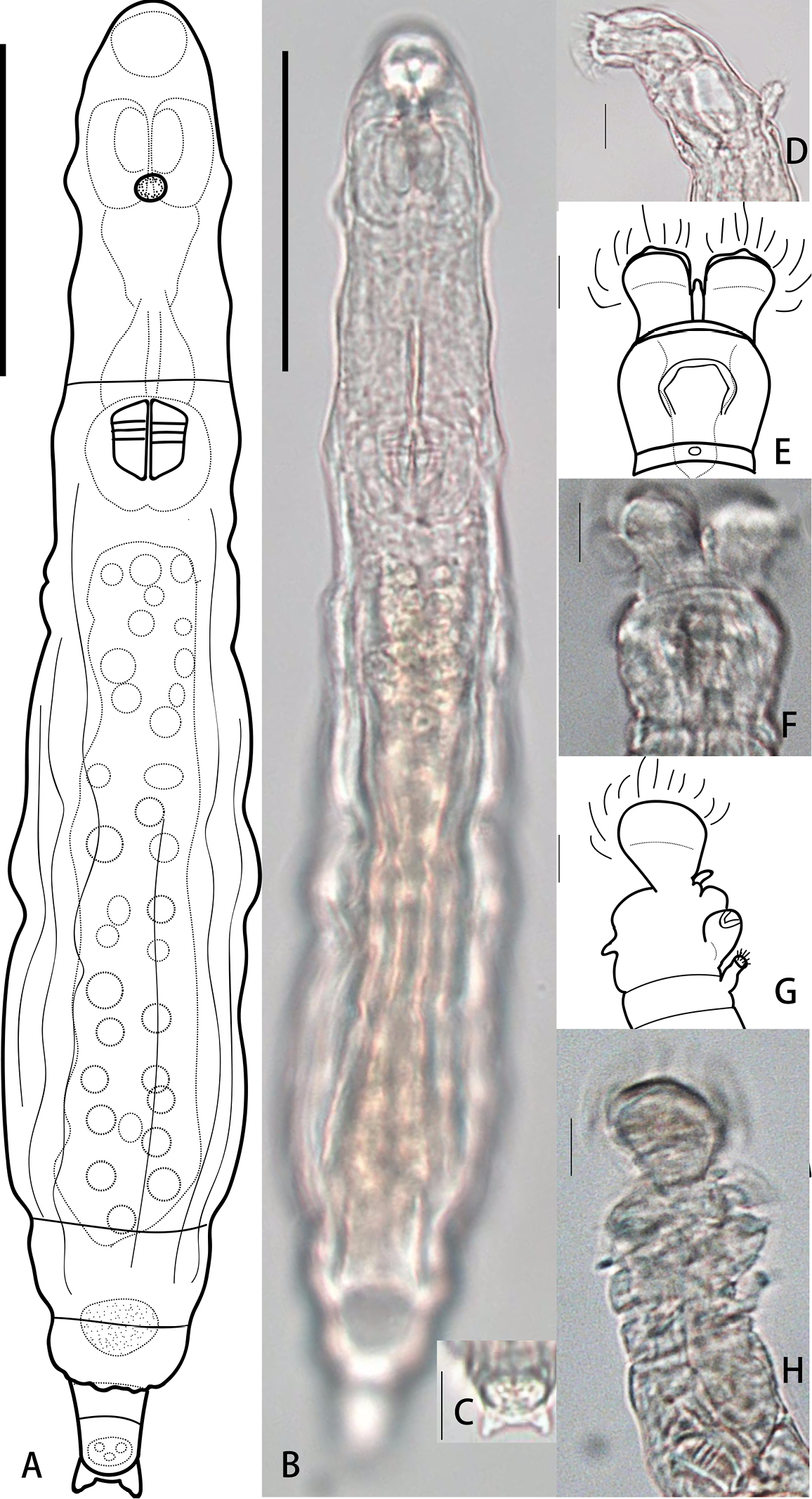Habrotrocha ligula