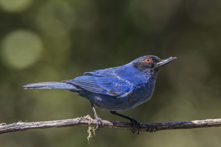 háčkozobec modrý (Diglossa cyanea)