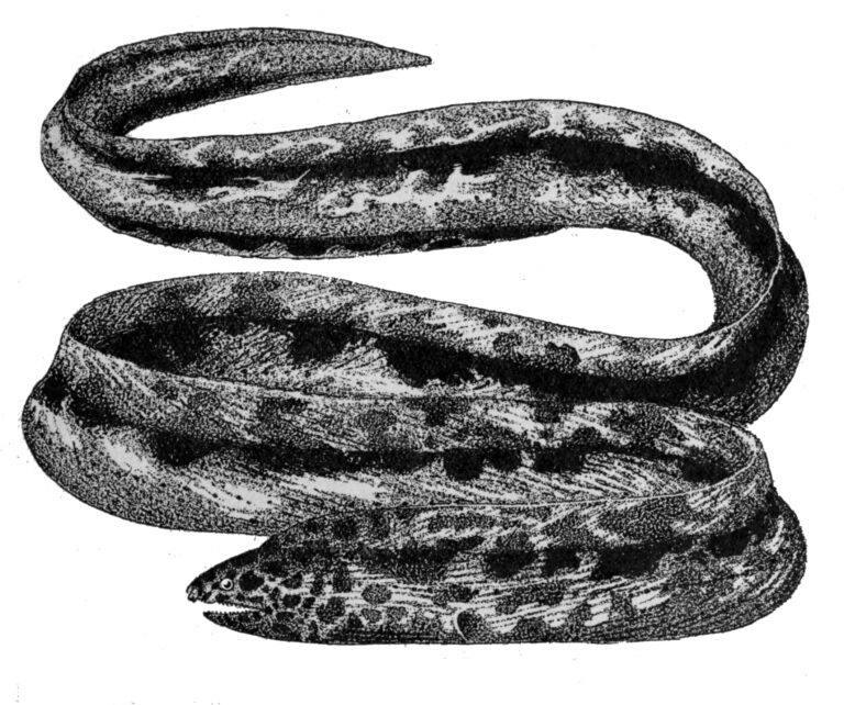 Hadař mramorovaný (Callechelys marmorata)