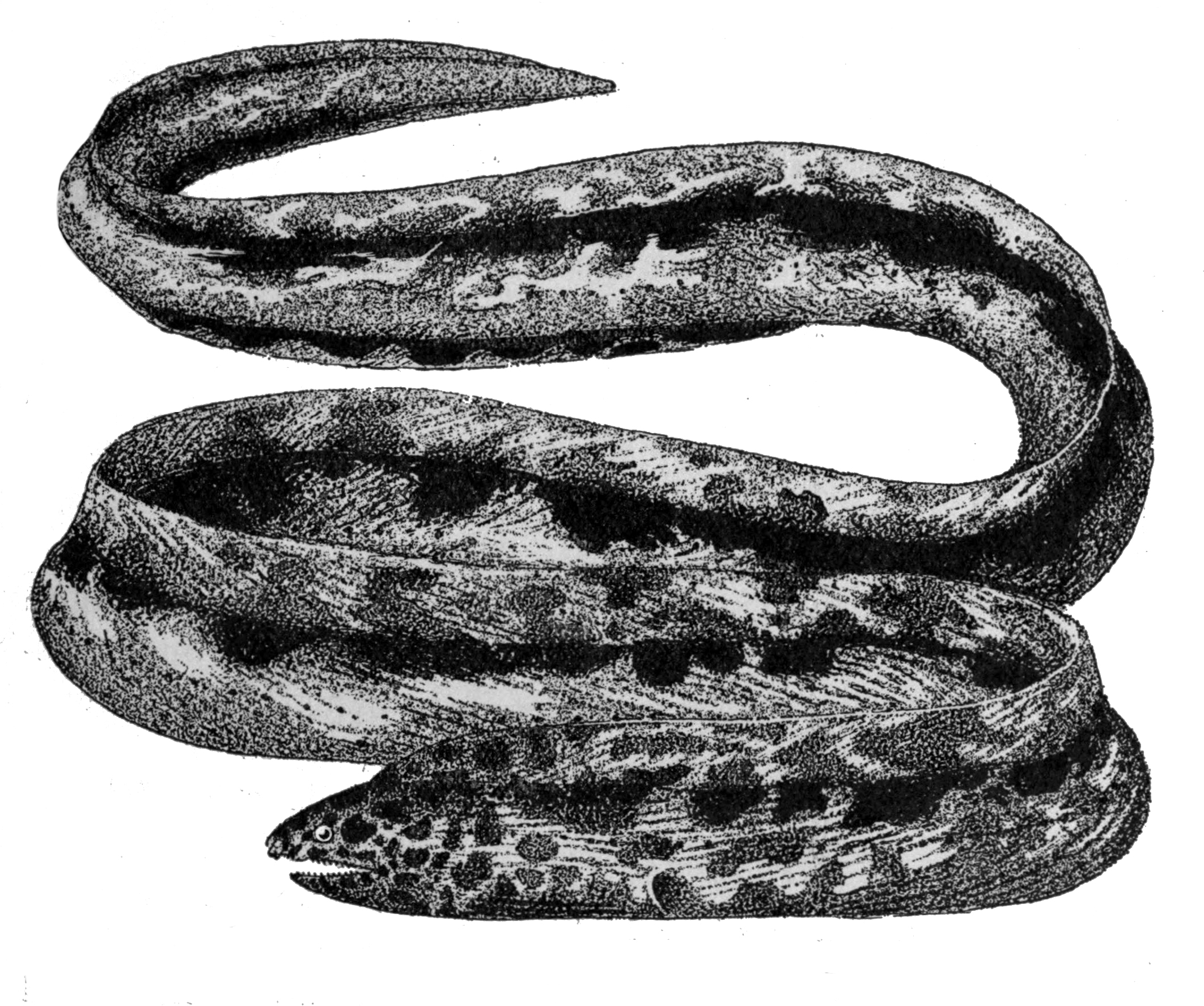 Hadař mramorovaný (Callechelys marmorata)