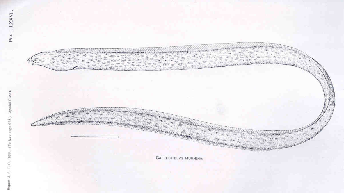 Hadař murénovitý (Callechelys muraena)