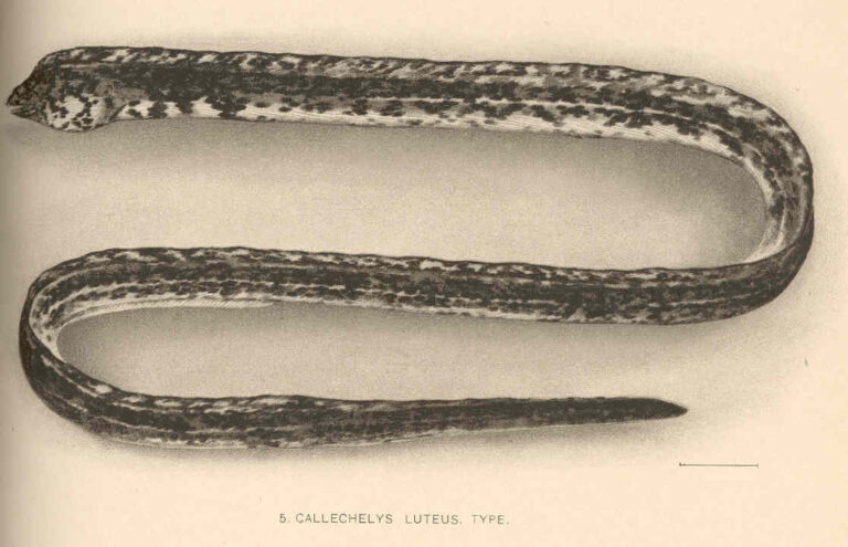 Hadař žlutý (Callechelys lutea)
