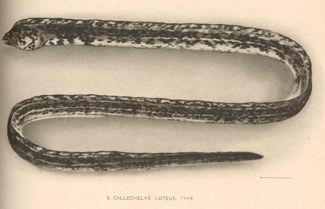 Hadař žlutý (Callechelys lutea)