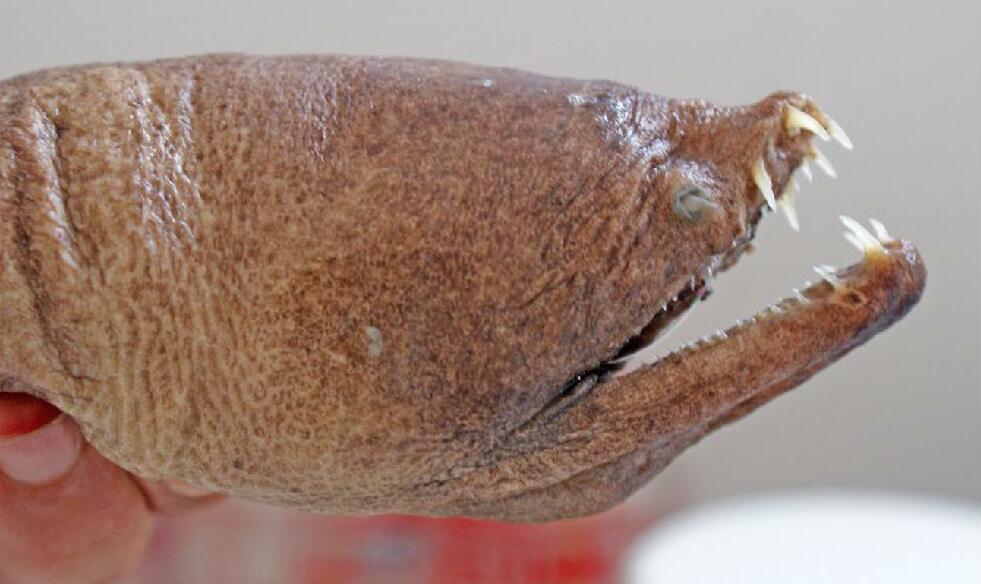 hadař zubatkový (Aplatophis chauliodus)