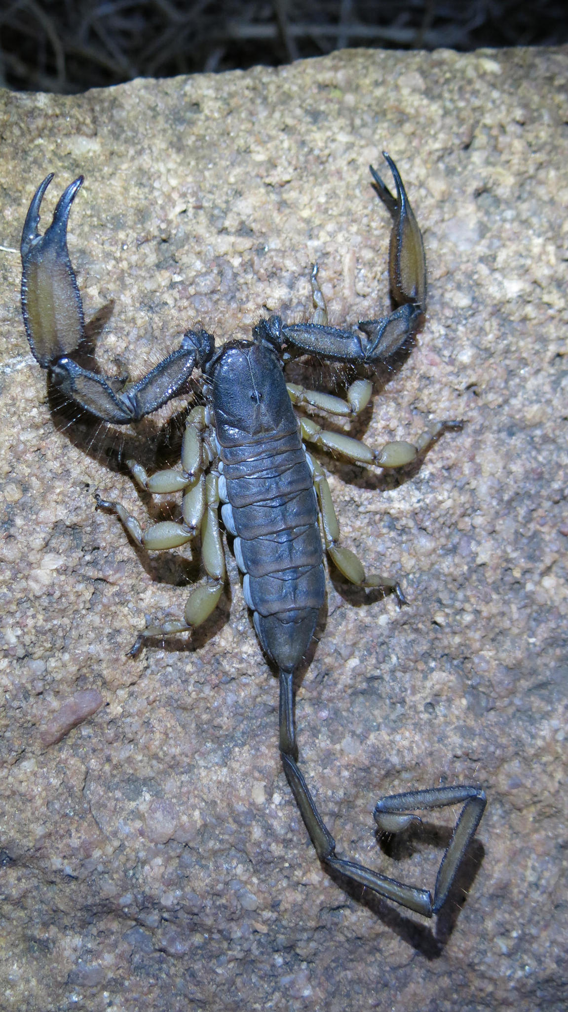 Hadogenes troglodytes