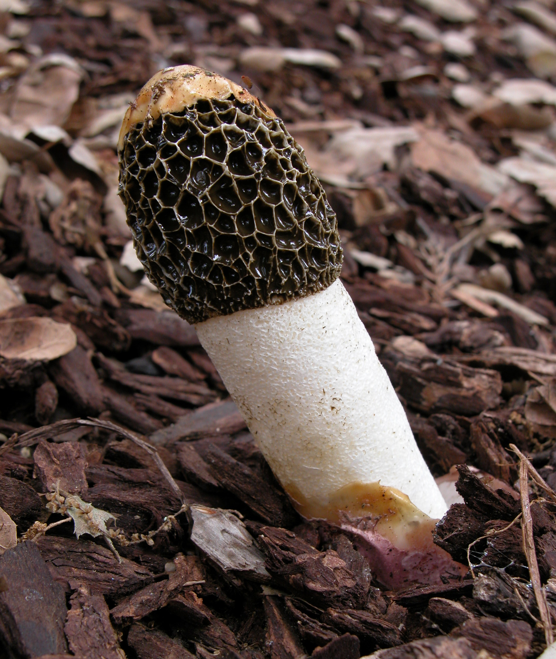 hadovka valčická (Phallus hadriani)