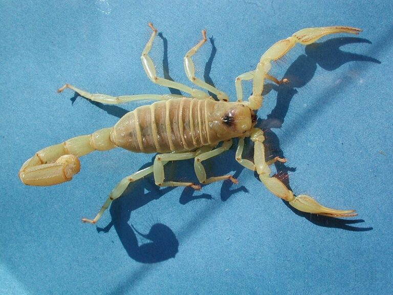 Hadrurus arizonensis (Hadrurus arizonensis)