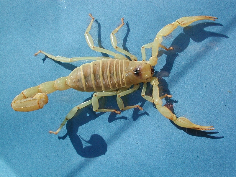 Hadrurus arizonensis (Hadrurus arizonensis)