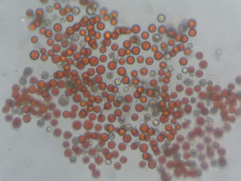 Haematococcus lacustris