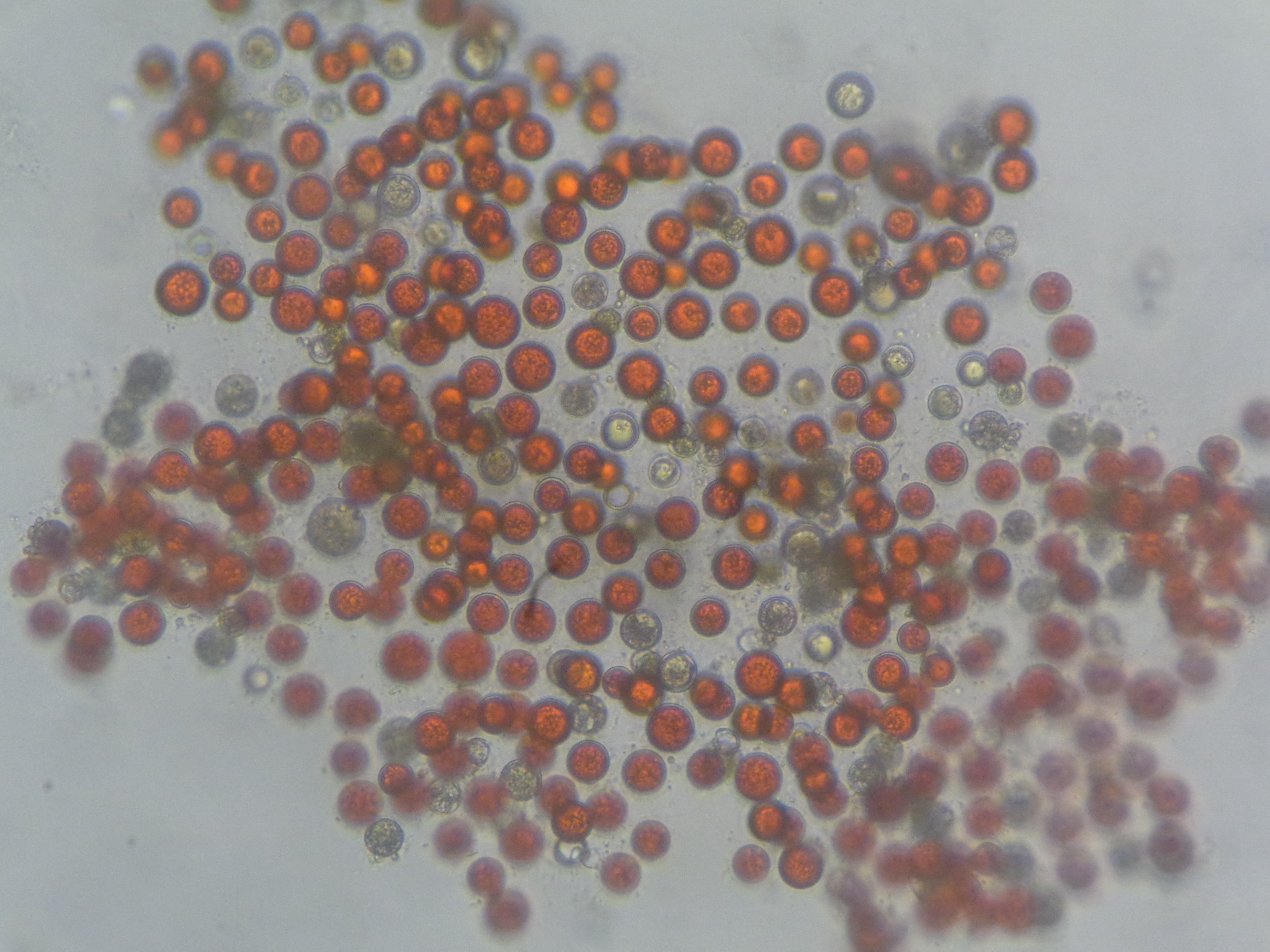 Haematococcus lacustris