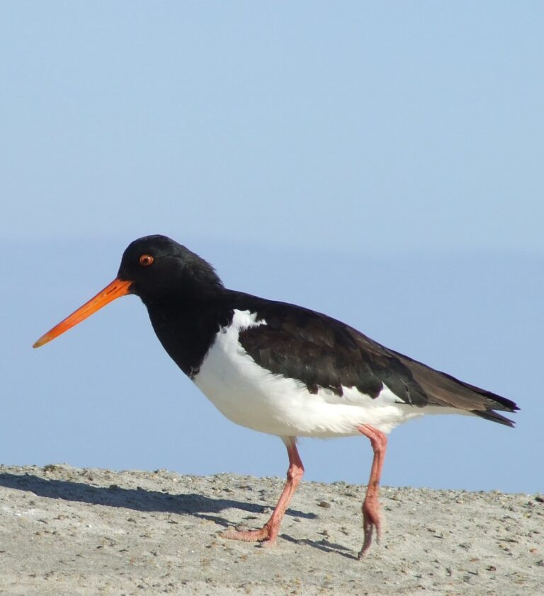 Haematopus finschi Haematopus finschi