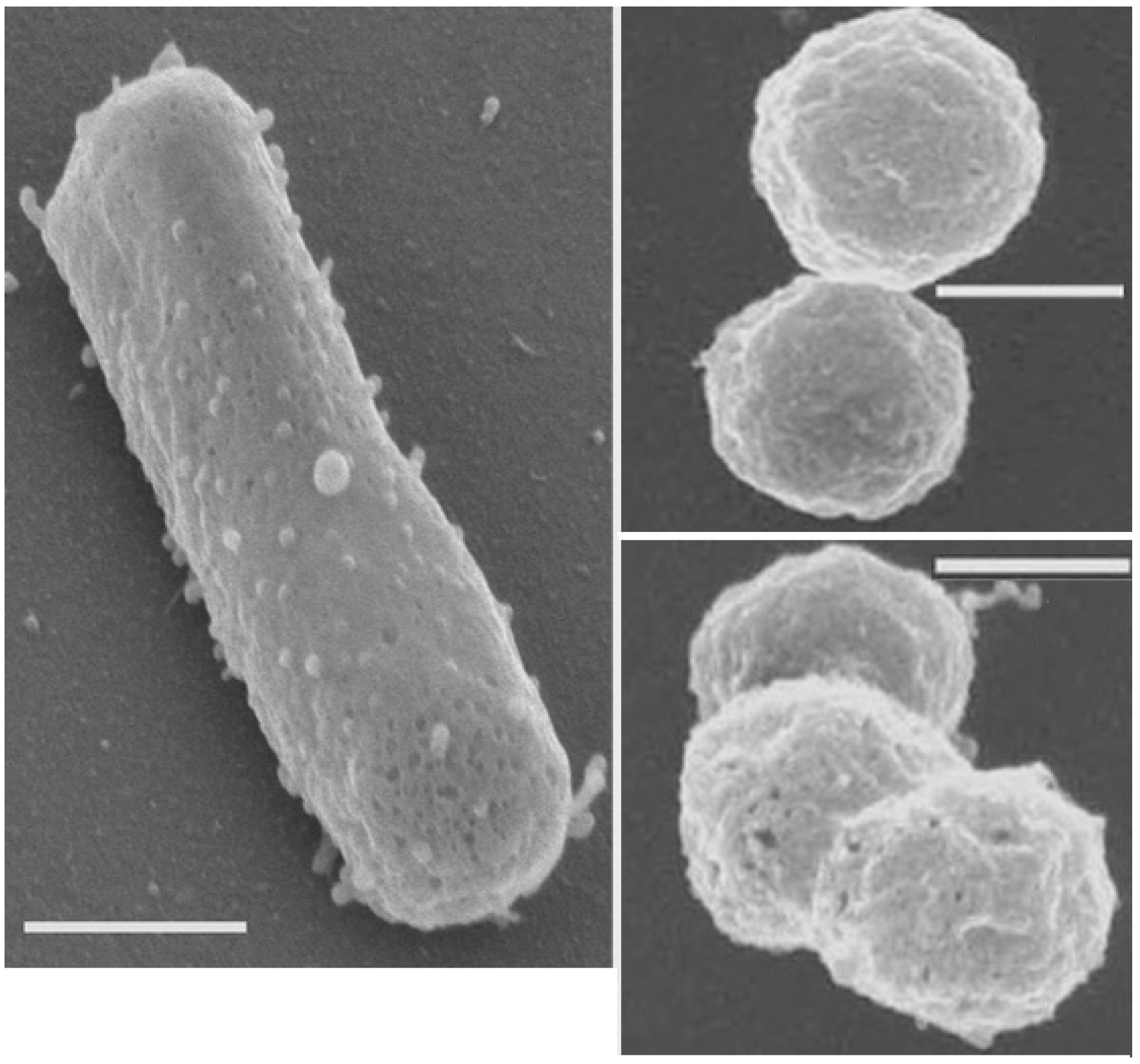 Halobacterium salinarum