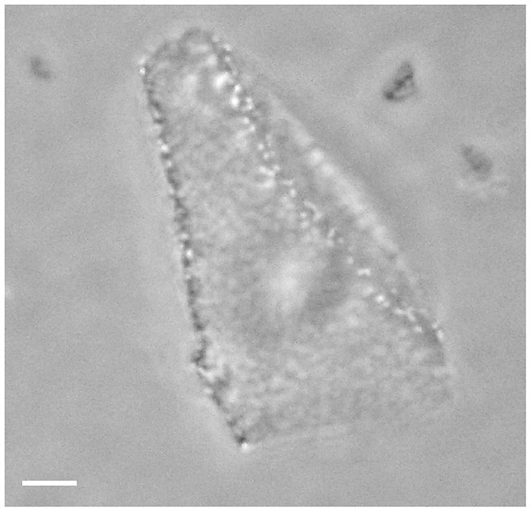 Haloquadratum walsbyi Haloquadratum walsbyi