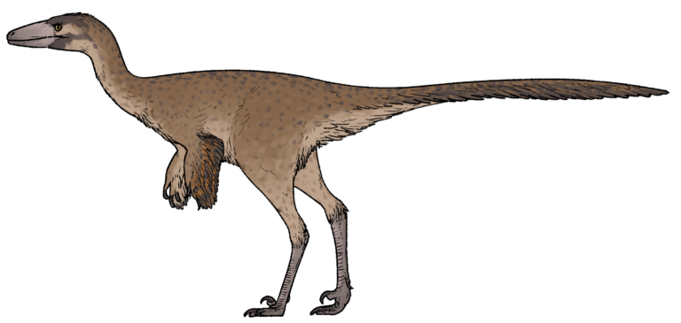 Harenadraco