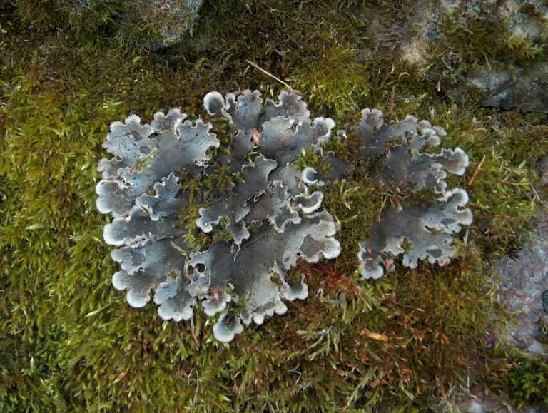hávnatka psí (Peltigera canina)