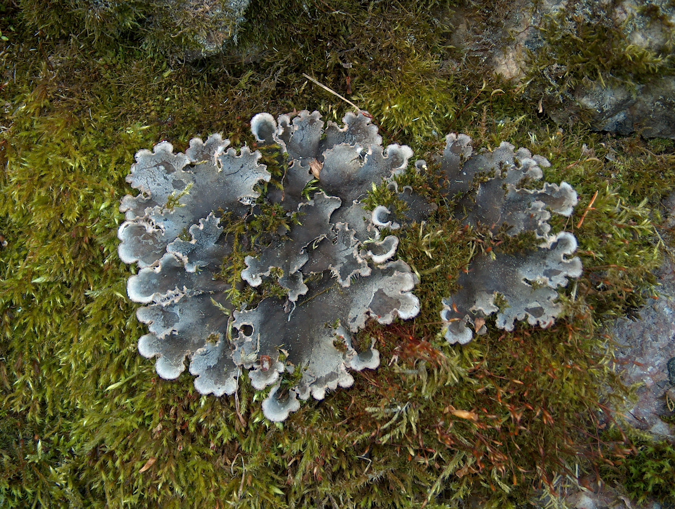 hávnatka psí (Peltigera canina)