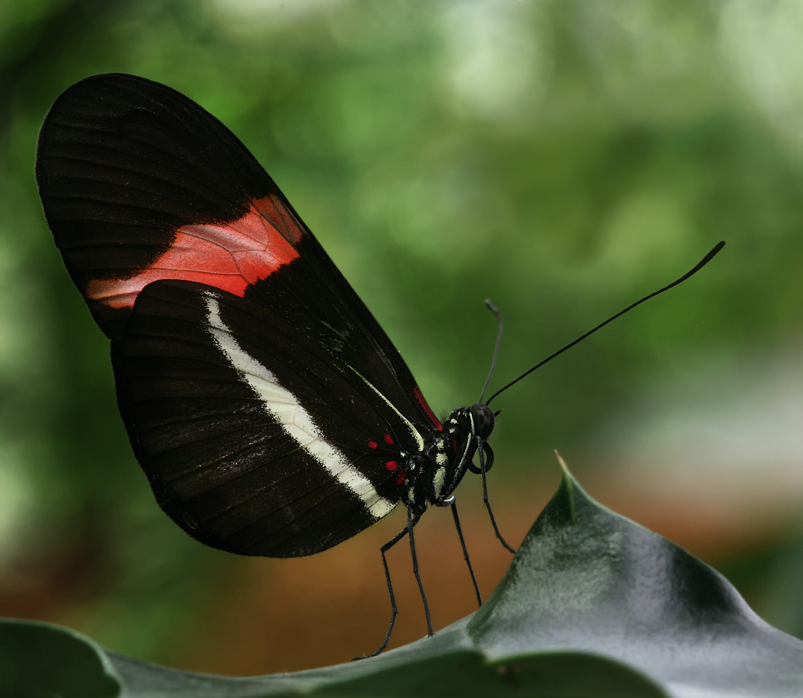 Heliconius erato (Heliconius erato)