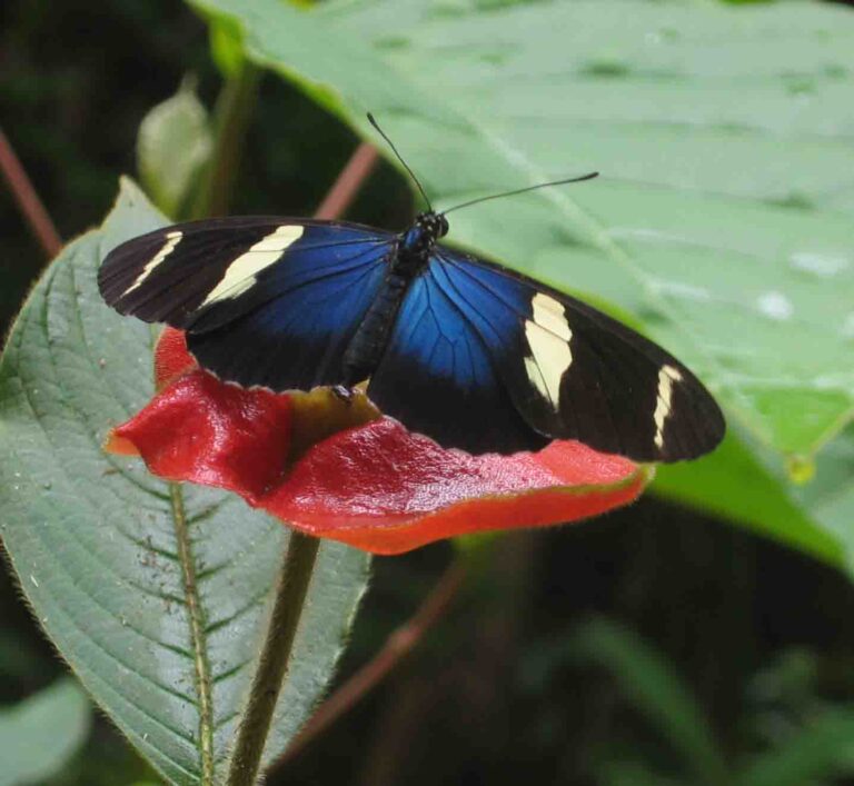 Heliconius sara (Heliconius sara)