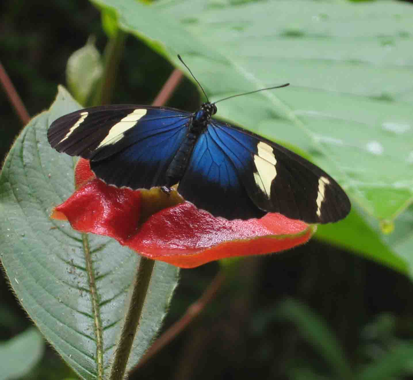 Heliconius sara (Heliconius sara)