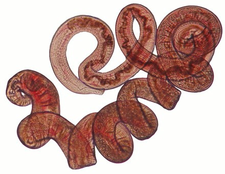 Heligmosomoides polygyrus