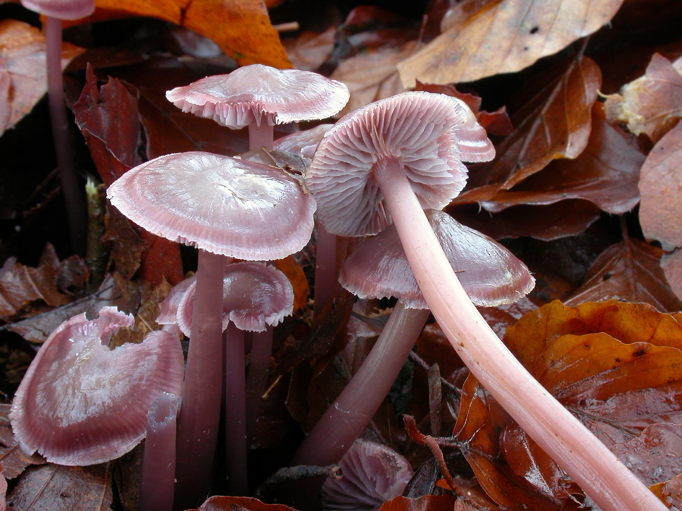helmovka dvojvonná (Mycena diosma)