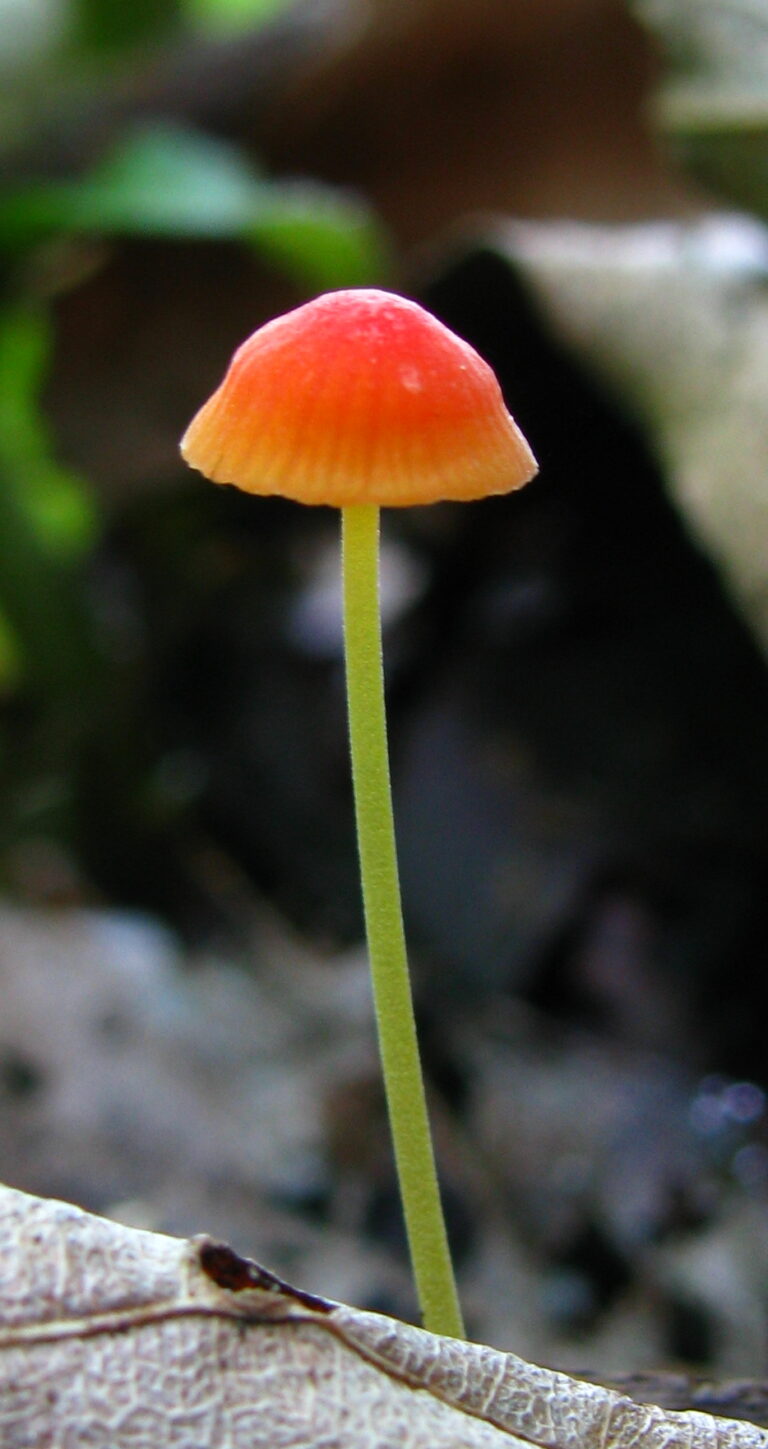 helmovka jehličková (Mycena acicula)