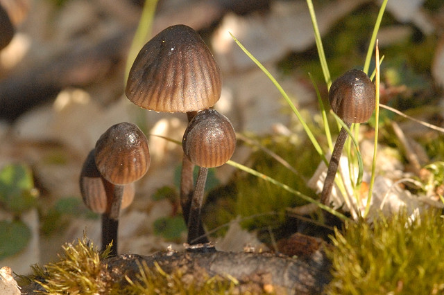 helmovka louhová (Mycena stipata)